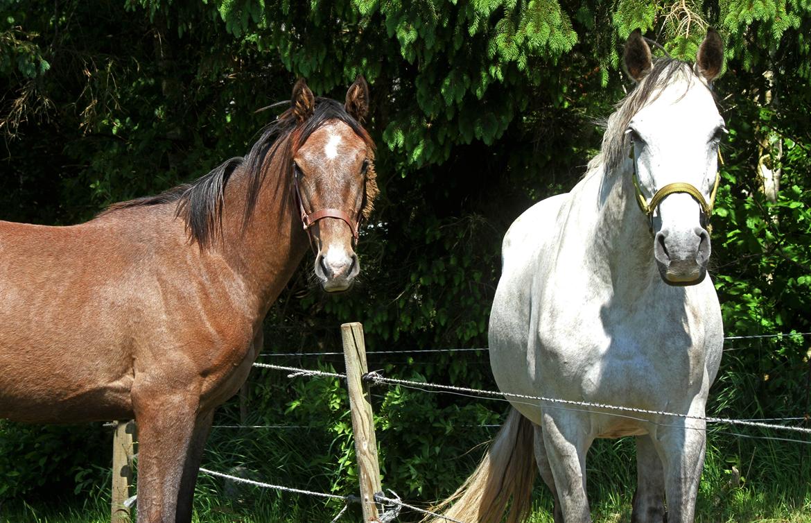 Dansk Varmblod Rosengårdens Prima Donna - NYT: Prima og mor Osten <3 billede 4