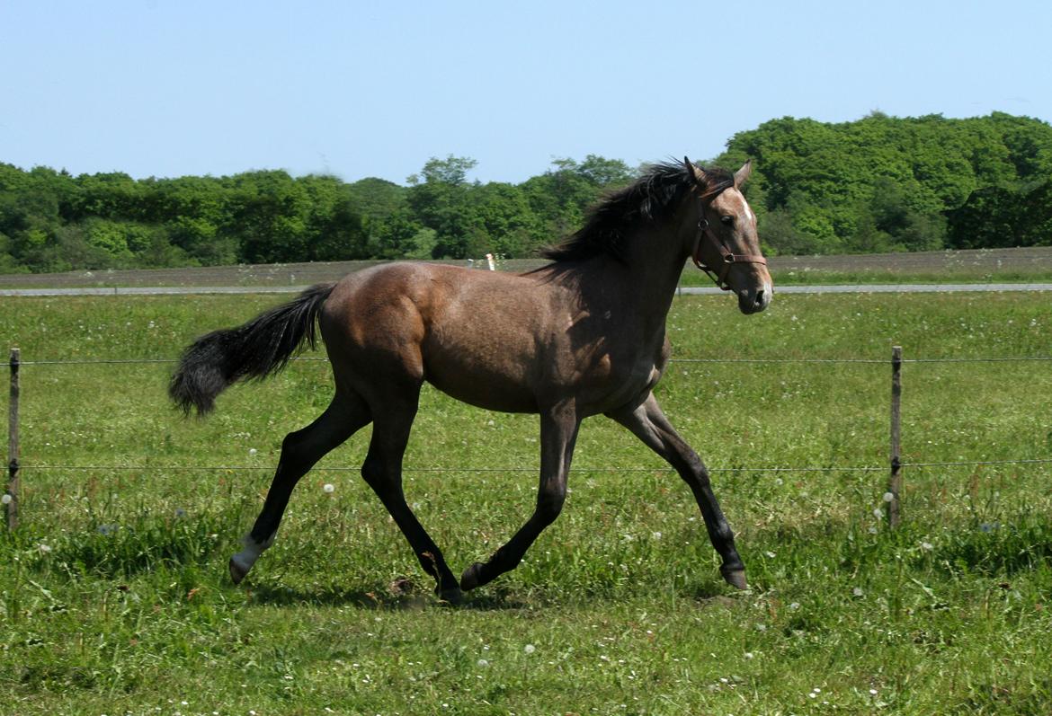 Dansk Varmblod Rosengårdens Prima Donna - NYT: Næsten 1 år gammel <3 billede 3