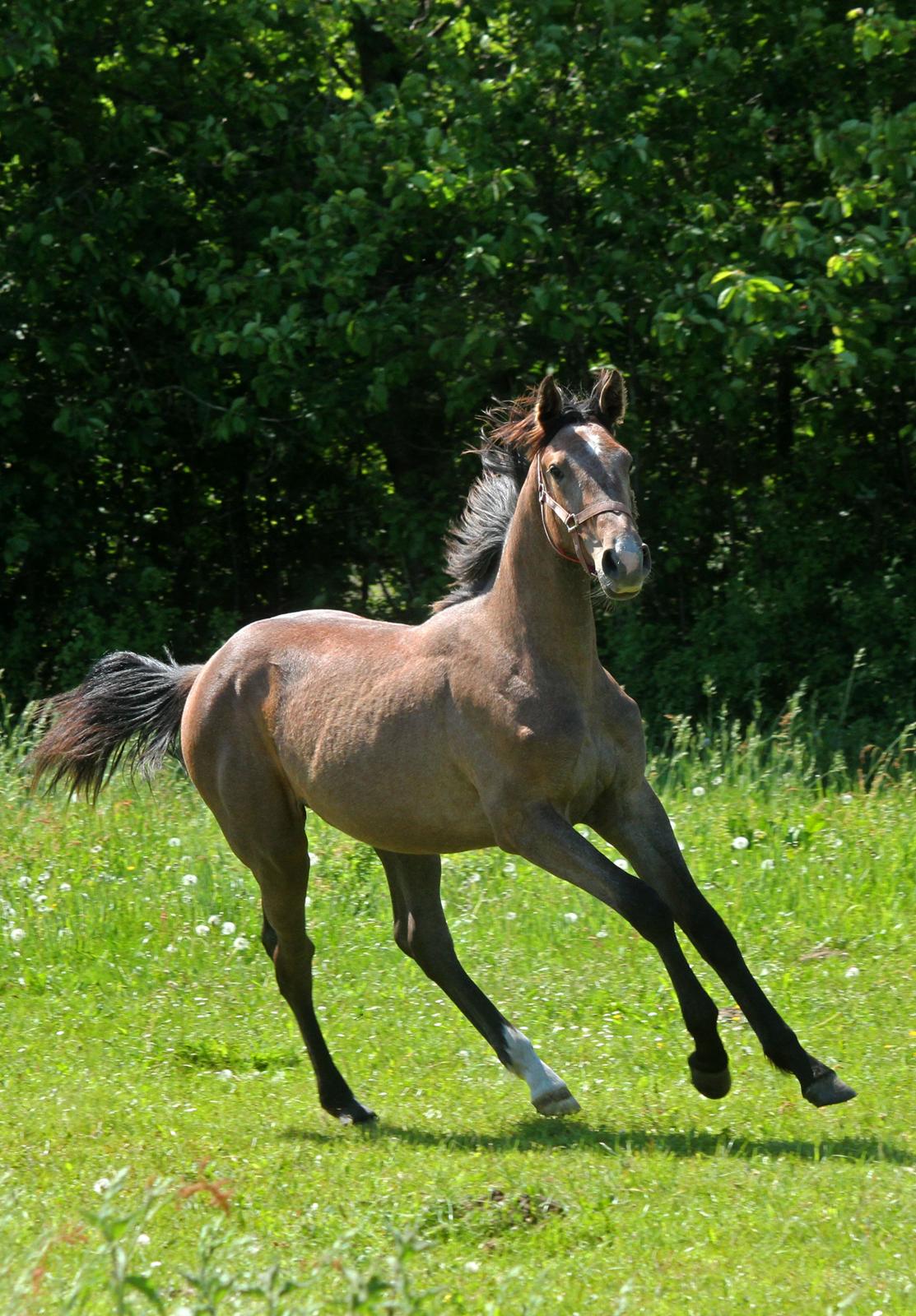 Dansk Varmblod Rosengårdens Prima Donna - NYT: Smukke pige billede 5