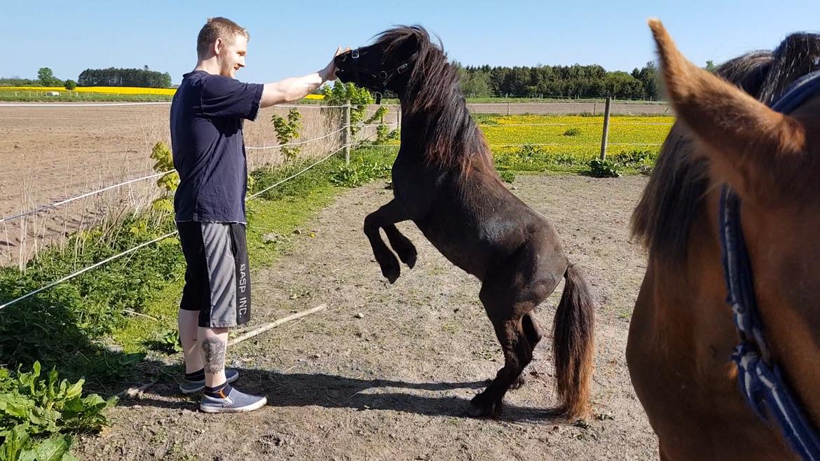 Shetlænder Rose billede 1