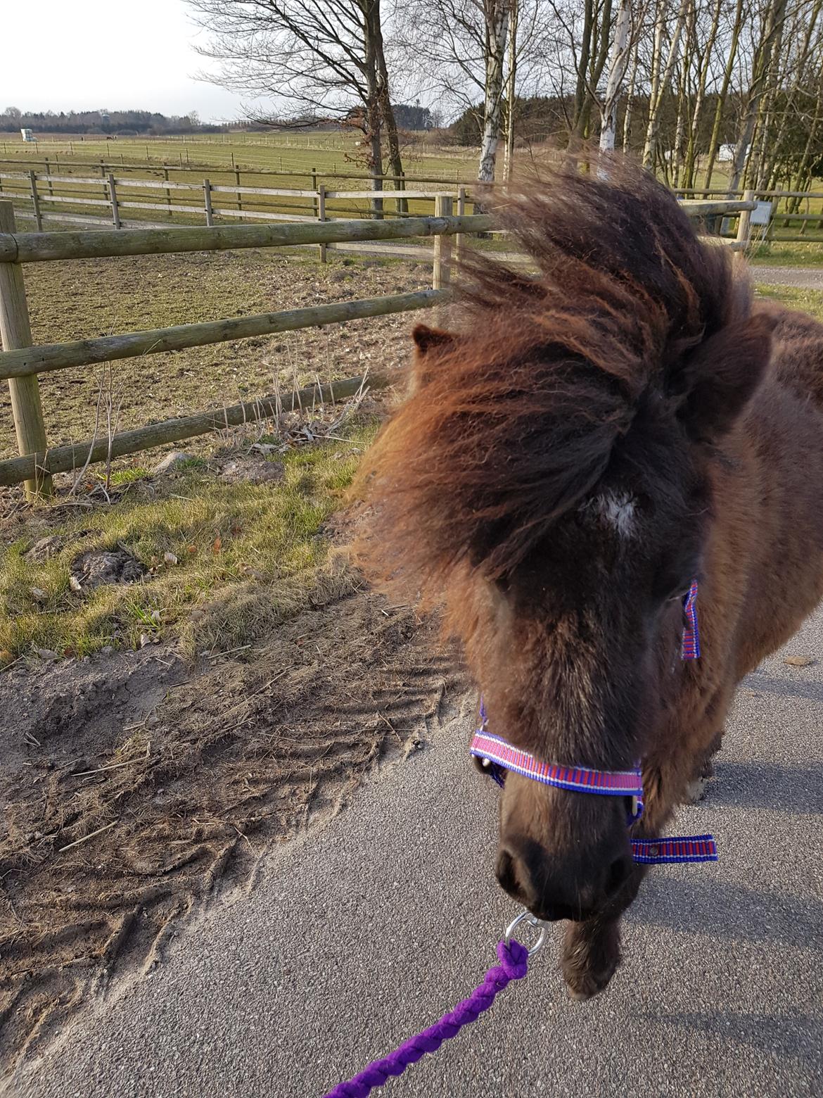 Shetlænder Rose billede 4