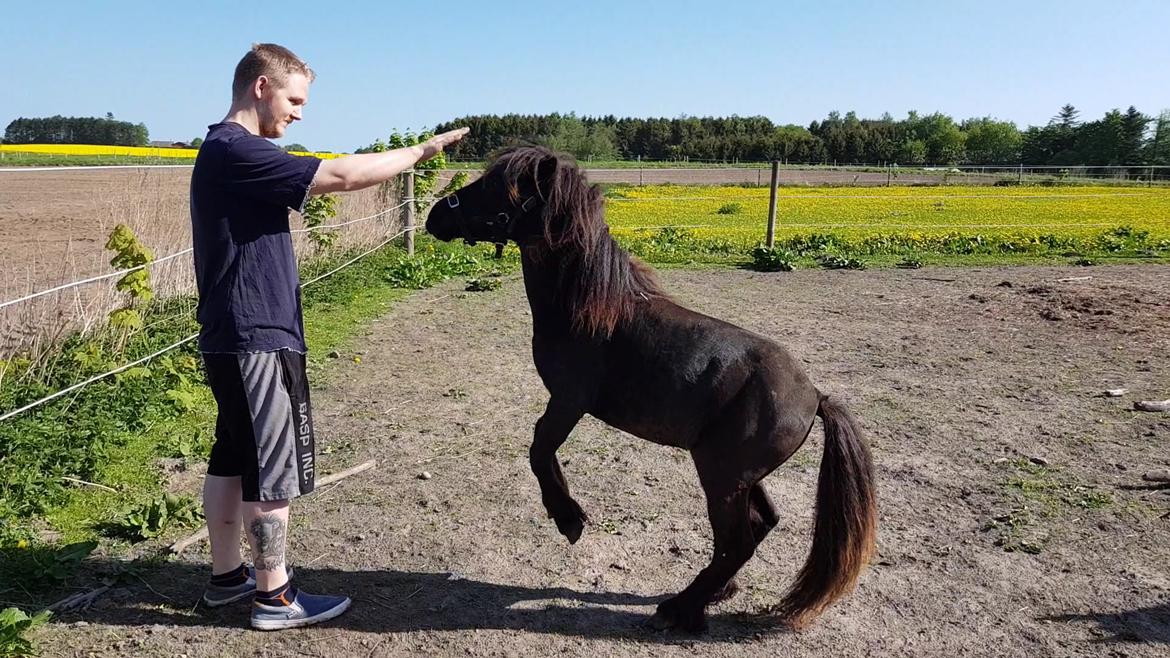 Shetlænder Rose billede 9