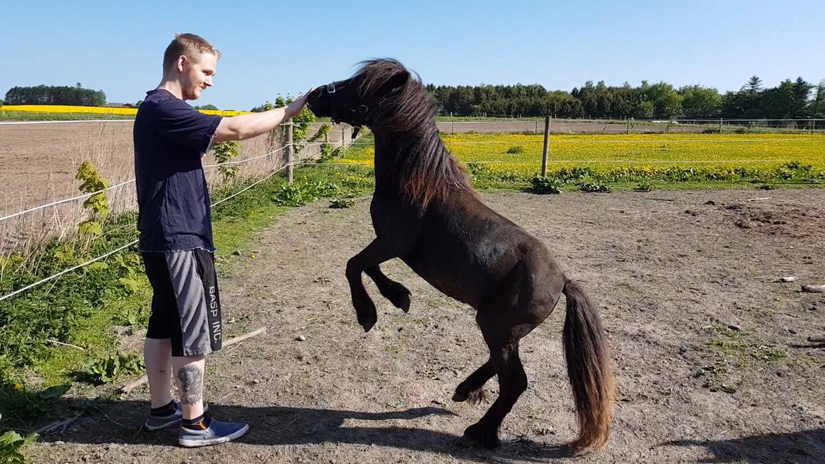 Shetlænder Rose billede 10