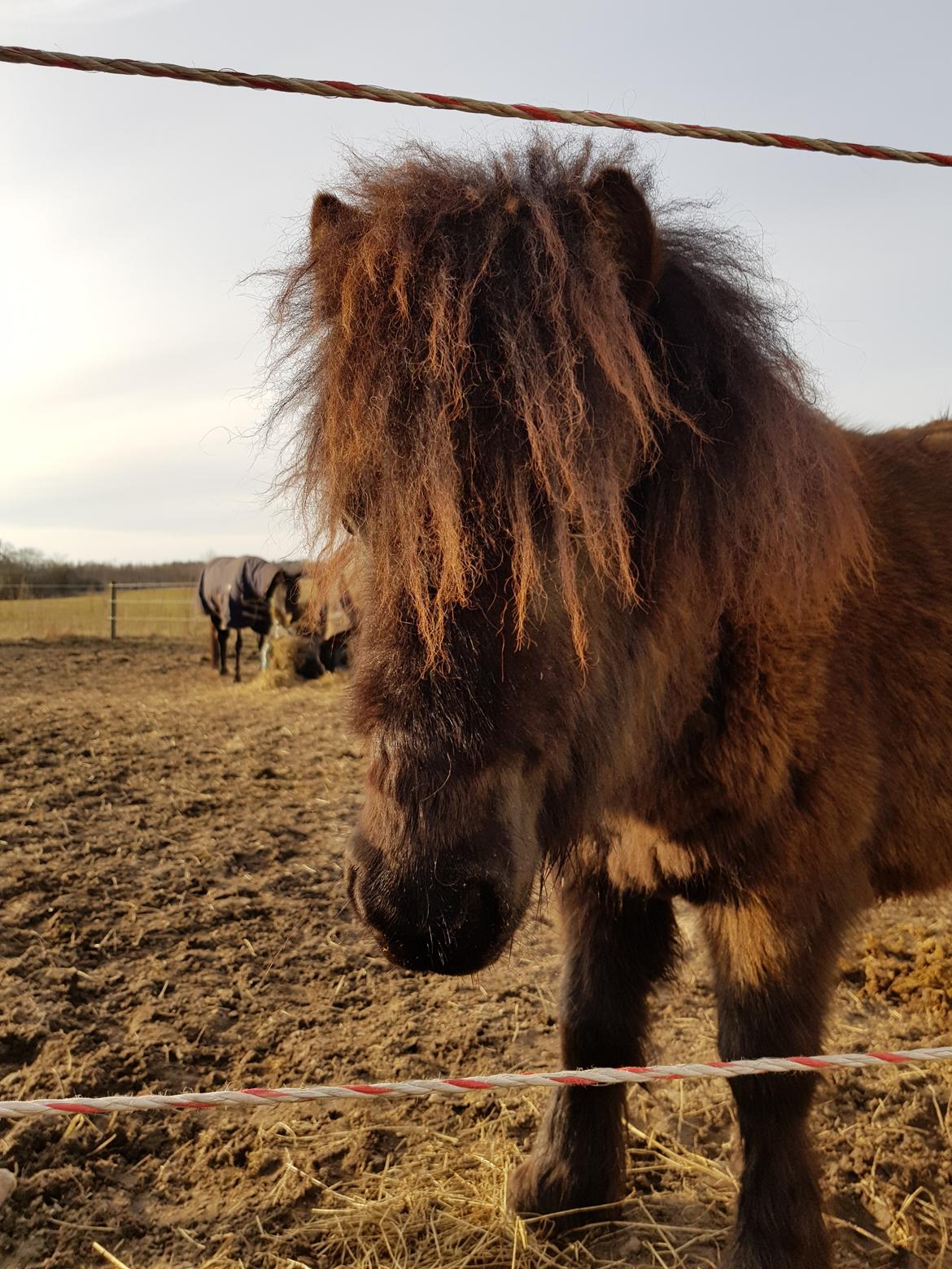 Shetlænder Rose billede 3