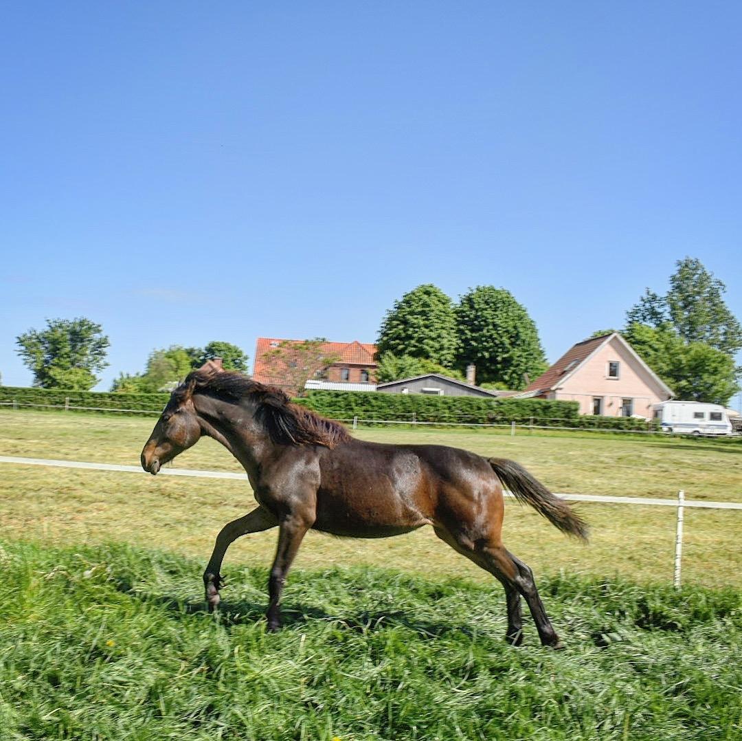 Anden særlig race Cera Bella - Fuld fart på billede 7