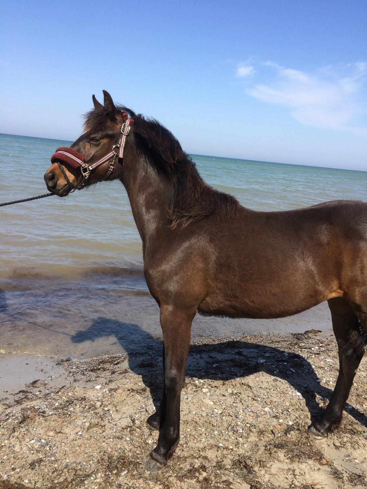 Anden særlig race Cera Bella - Strandtur! (10 mdr.) billede 4