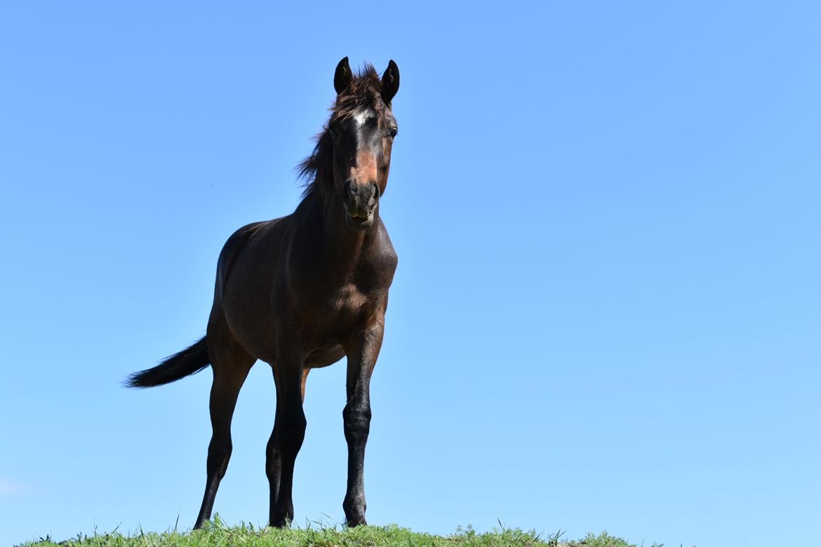Anden særlig race Cera Bella - Står lige og ser høj ud på en bakketop :D billede 5