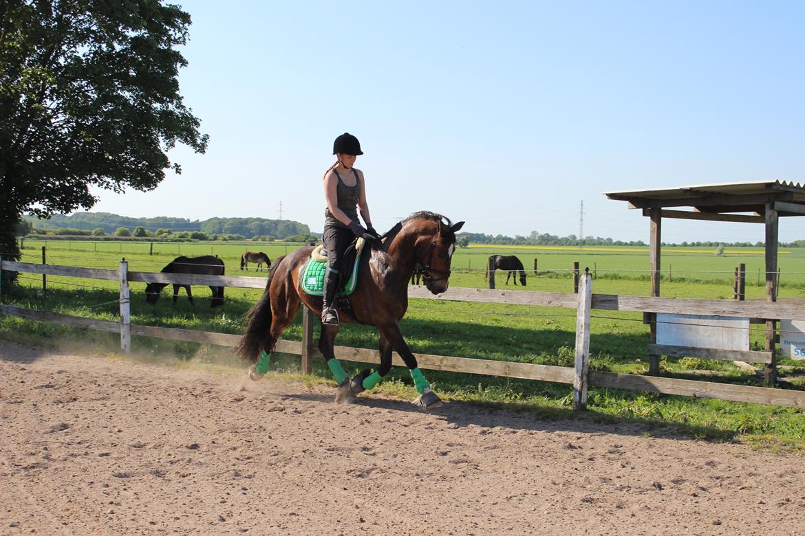 Welsh Cob (sec D) Menai Merci billede 2