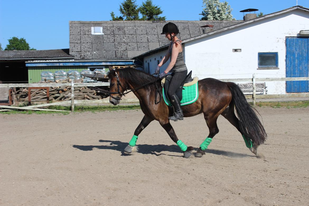 Welsh Cob (sec D) Menai Merci billede 7