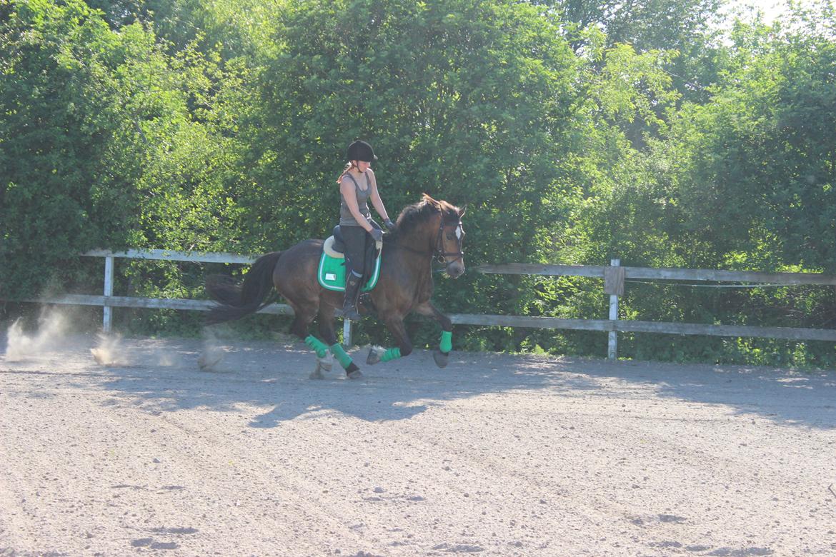 Welsh Cob (sec D) Menai Merci billede 17