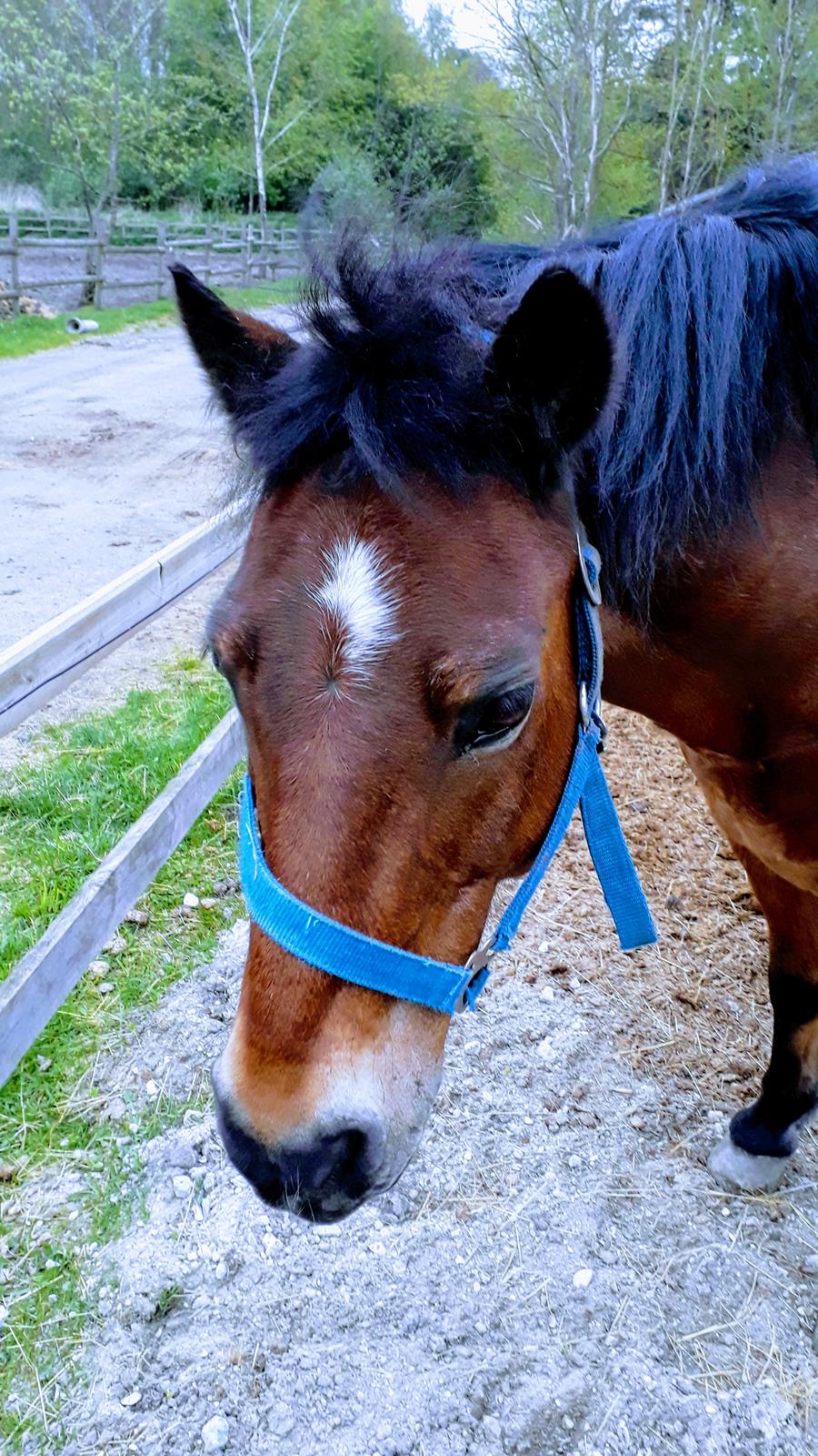 Anden særlig race Frandsen - Smukke Frandsen på fold (foto: af mig) billede 20