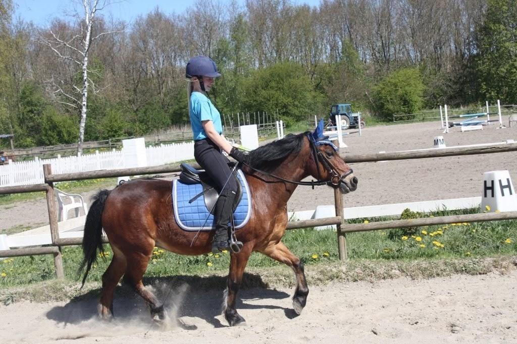 Anden særlig race Frandsen - glad er han da(foto: J.O) billede 10