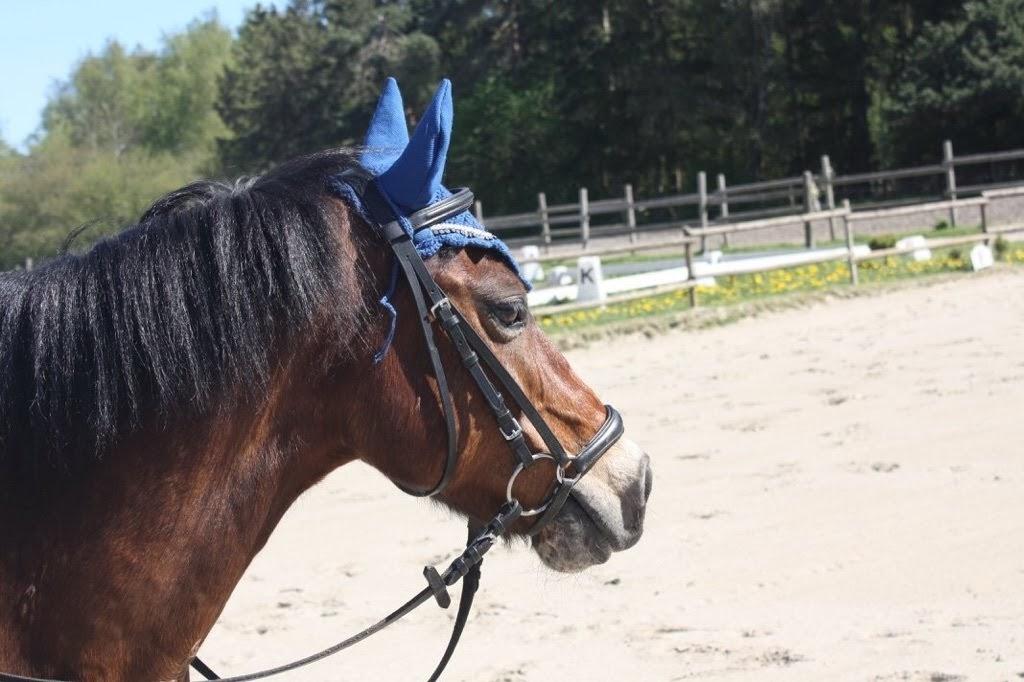 Anden særlig race Frandsen - der er et lille føl Frandsen rigtig godt kan lide han står og gikker på!!(foto: J.O) billede 9