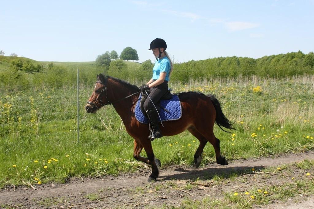 Anden særlig race Frandsen - i fuld fart(foto: J.O) billede 16