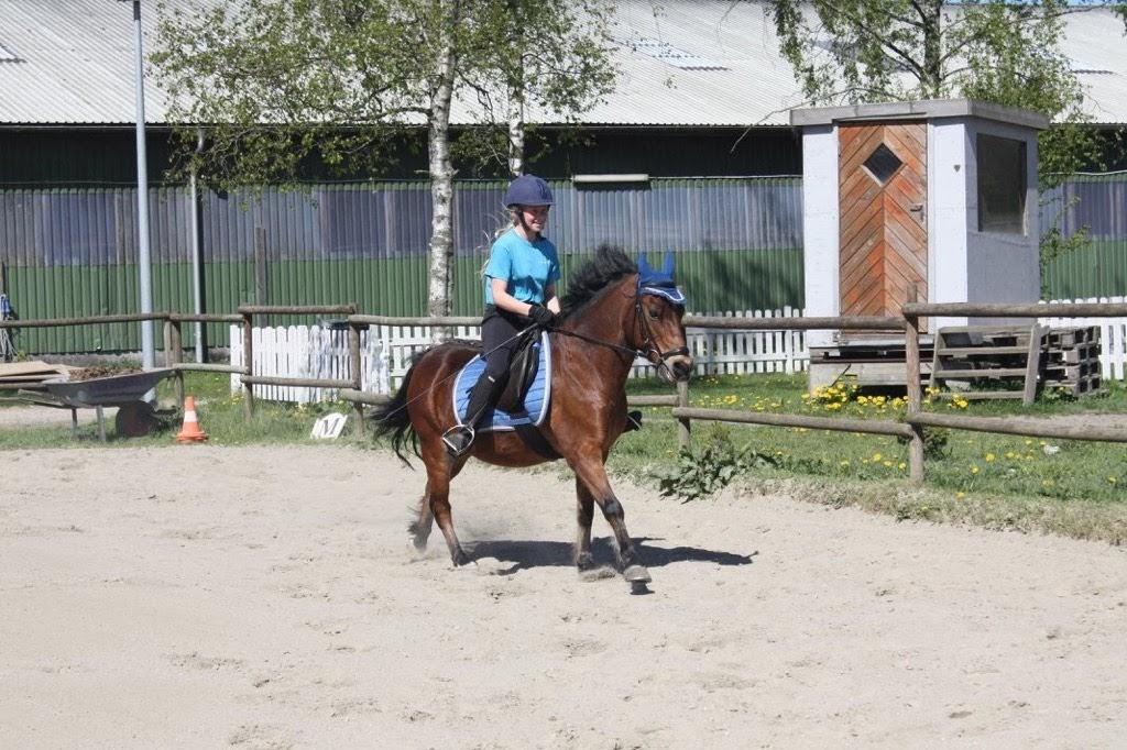 Anden særlig race Frandsen - snyder lidt i hjørnerne(foto: J.O) billede 12