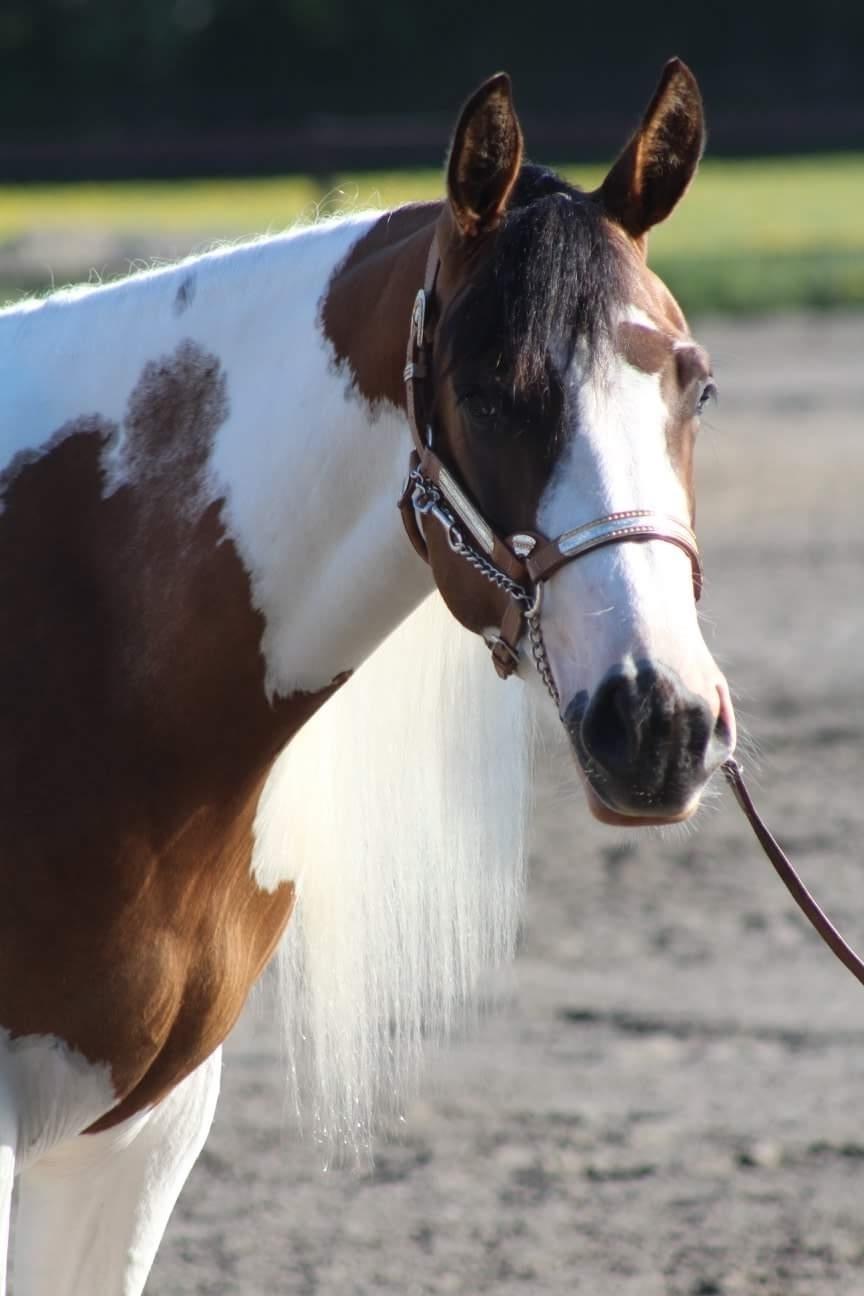 Paint LBS Katie Dun billede 10