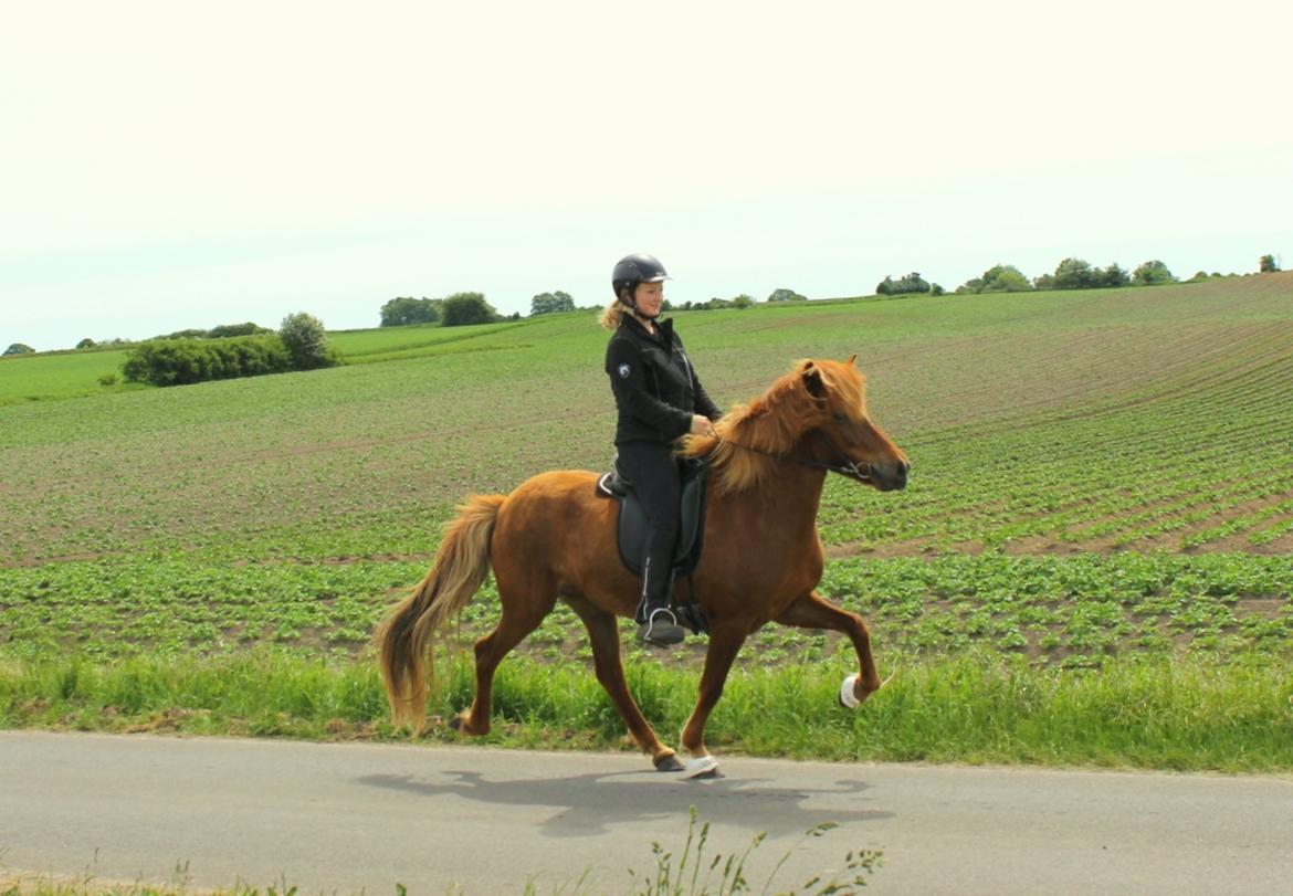 Islænder Glóblesa fra Stald Hovslag - Gloá tølt maj 2018 - 7 år gammel. billede 14