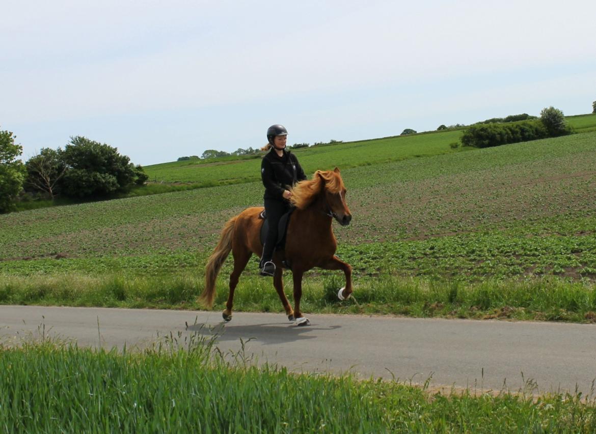 Islænder Glóblesa fra Stald Hovslag - Gloá tølt maj 2018 - 7 år gammel. billede 11