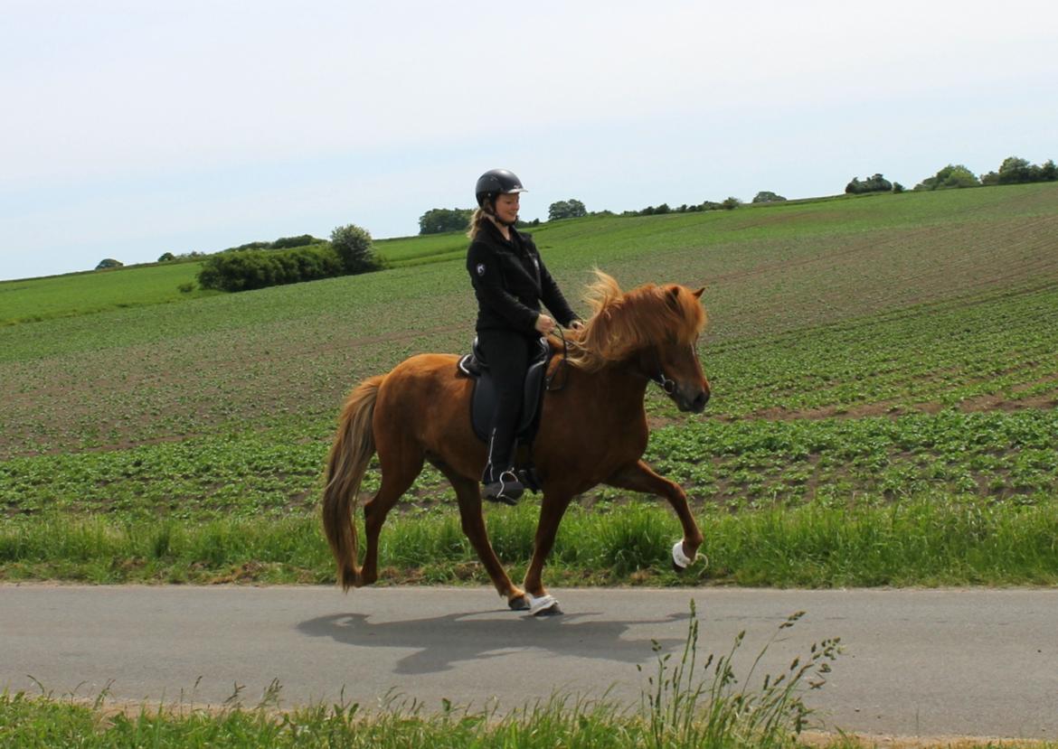 Islænder Glóblesa fra Stald Hovslag - Gloá tølt maj 2018 - 7 år gammel. billede 3