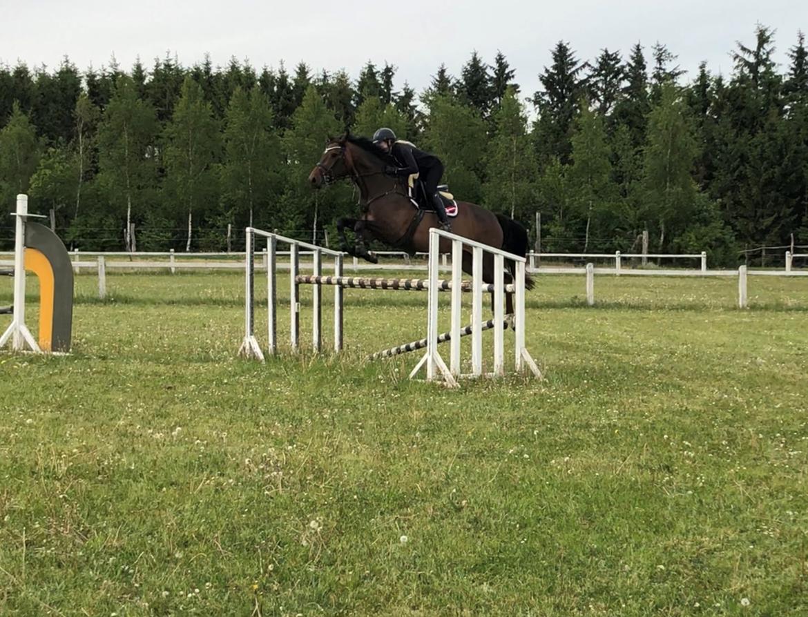 Dansk Varmblod Kragbech's Civic billede 20