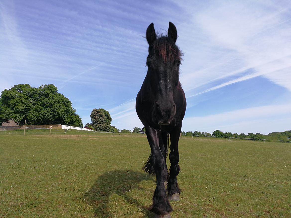 Frieser Uno (Parthest)  billede 16