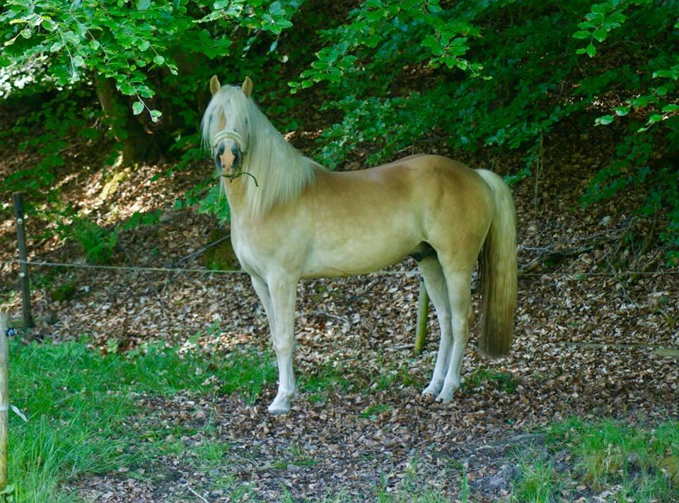 Haflinger Sterntänzer billede 12