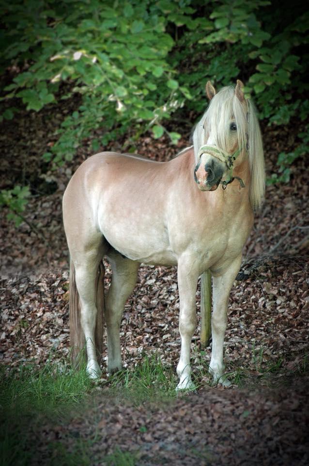 Haflinger Sterntänzer billede 1