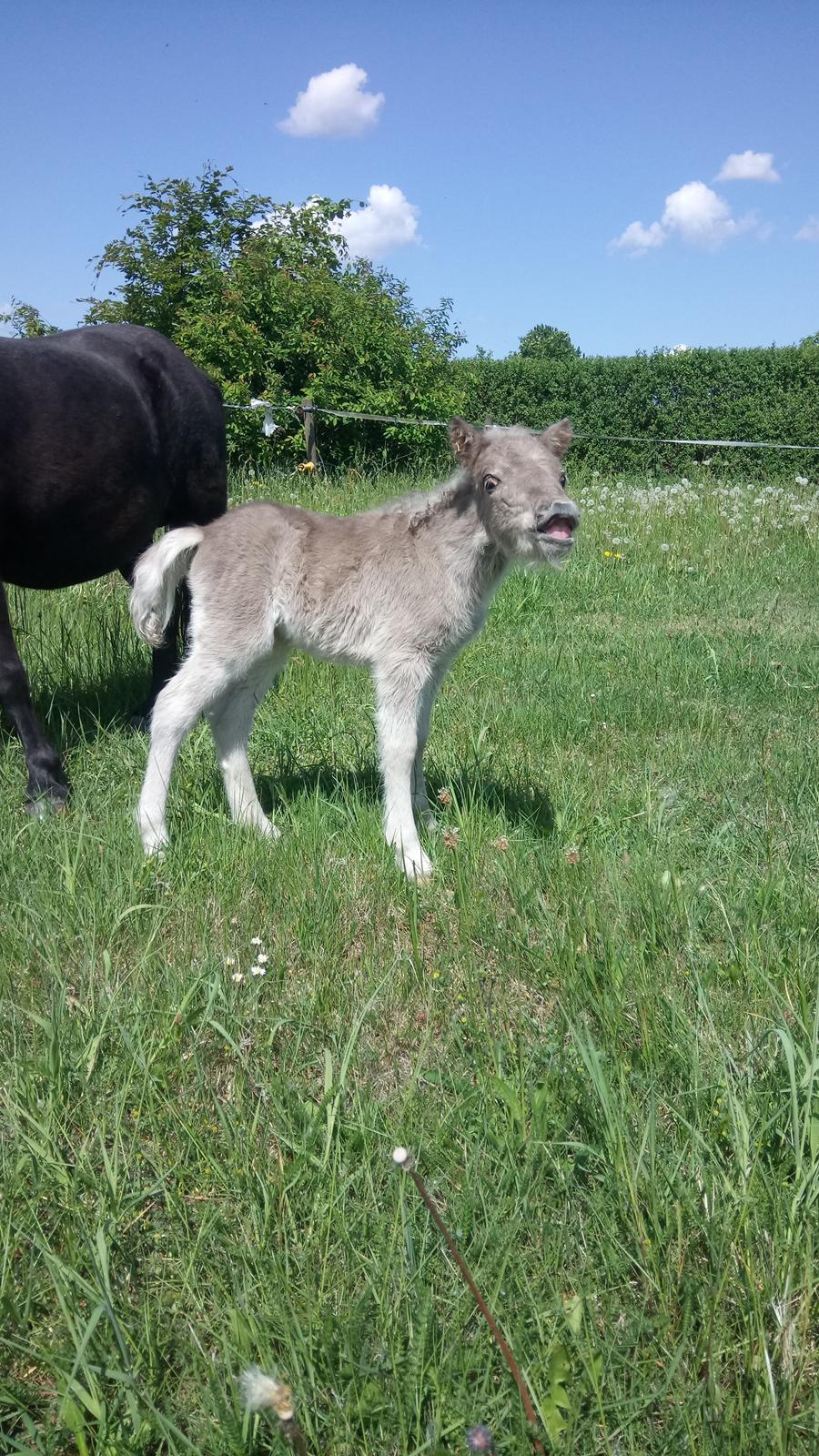 Shetlænder Tinka billede 1