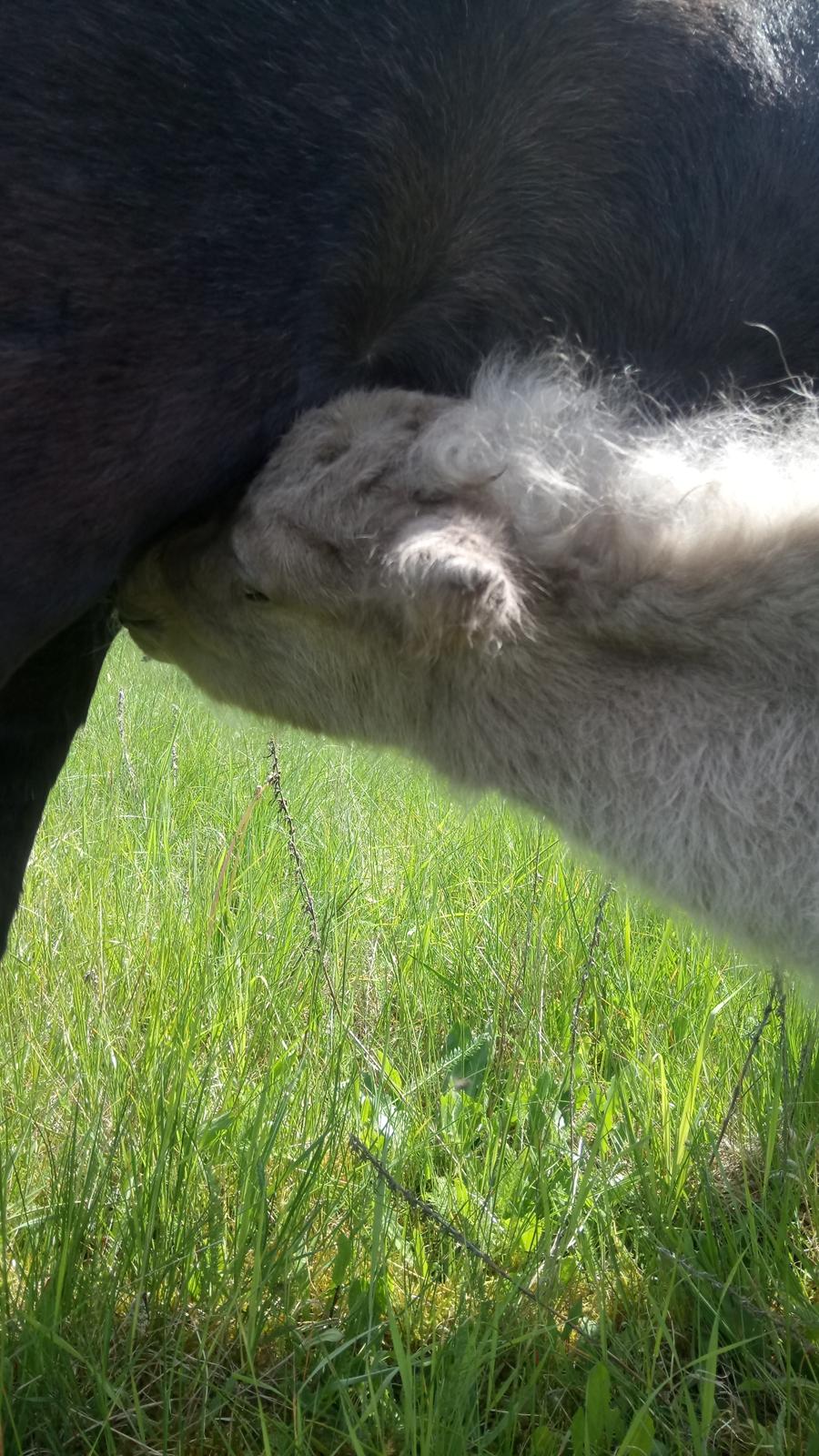 Shetlænder Tinka billede 2