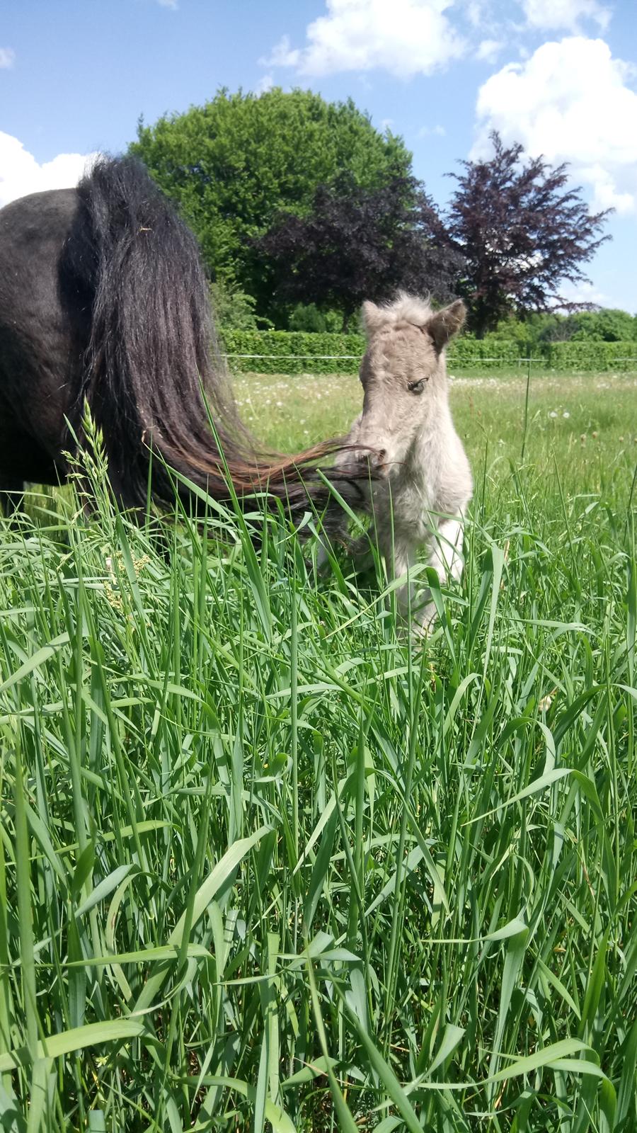 Shetlænder Tinka billede 3