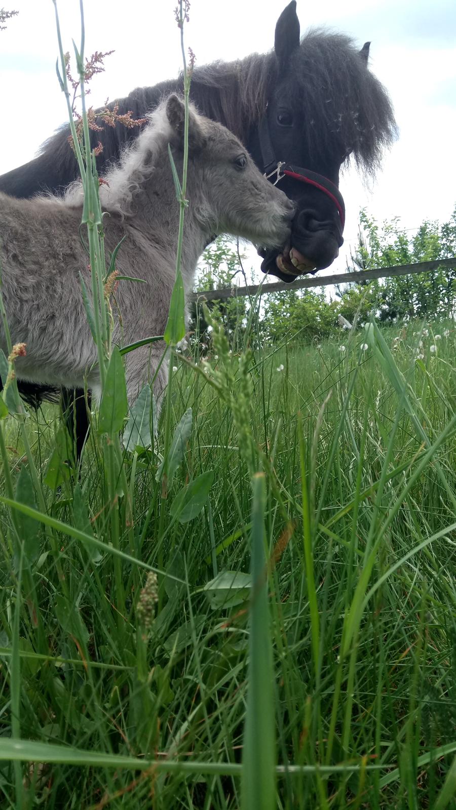 Shetlænder Tinka billede 4