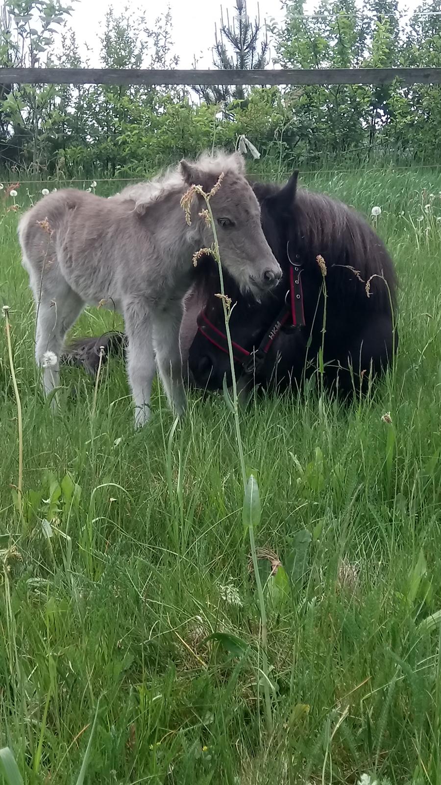 Shetlænder Tinka billede 5