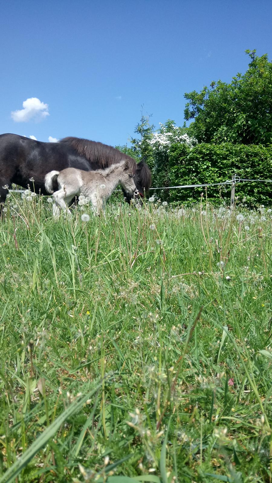 Shetlænder Tinka billede 6