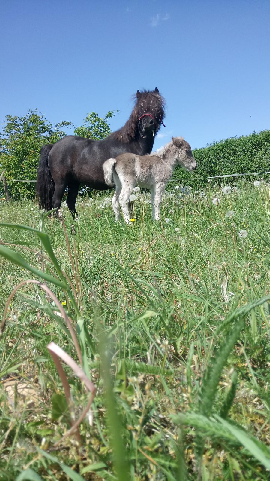 Shetlænder Tinka billede 7