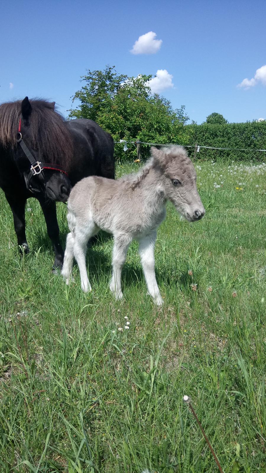 Shetlænder Tinka billede 8