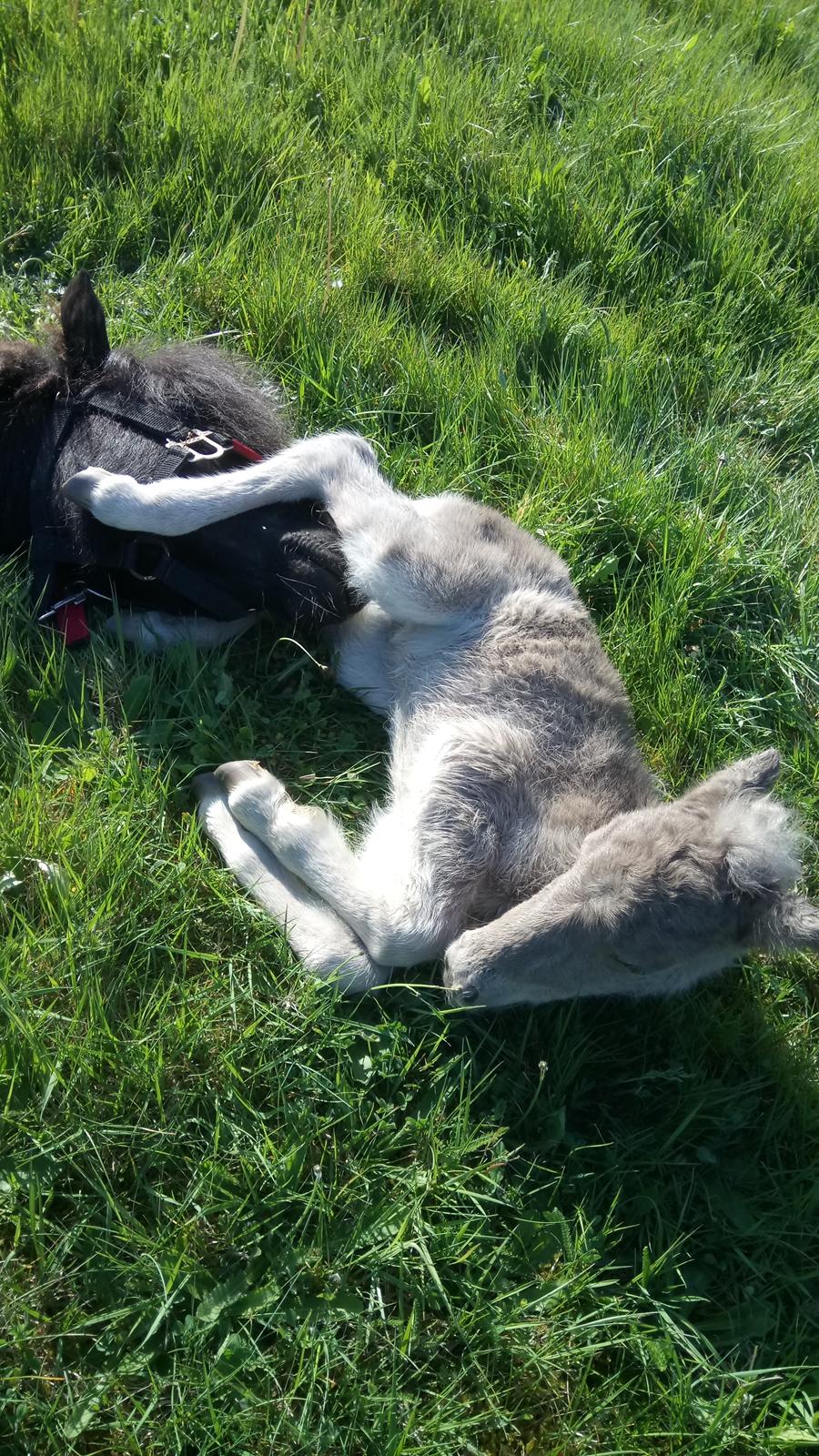 Shetlænder Tinka billede 9