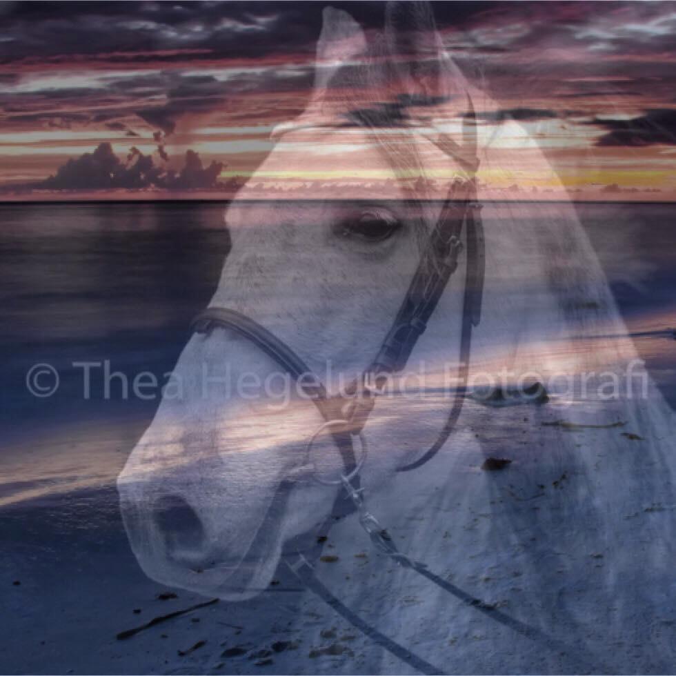 Pura Raza Española Reina CXXXVI billede 2