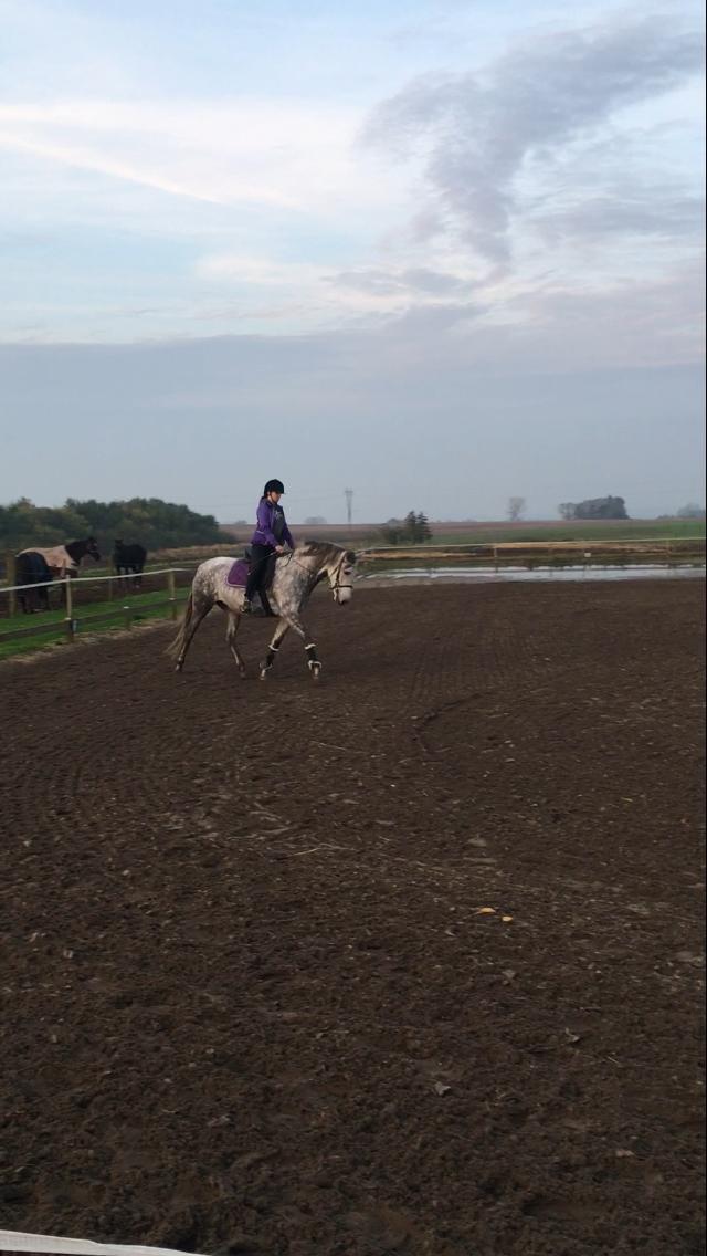 Pura Raza Española Reina CXXXVI billede 5