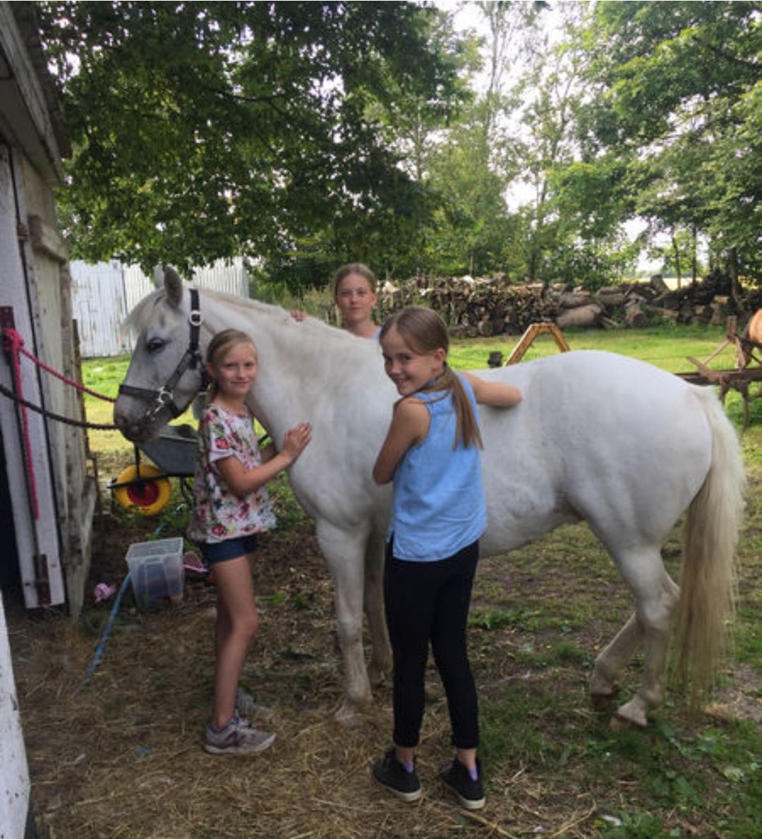 Anden særlig race Bolette billede 4