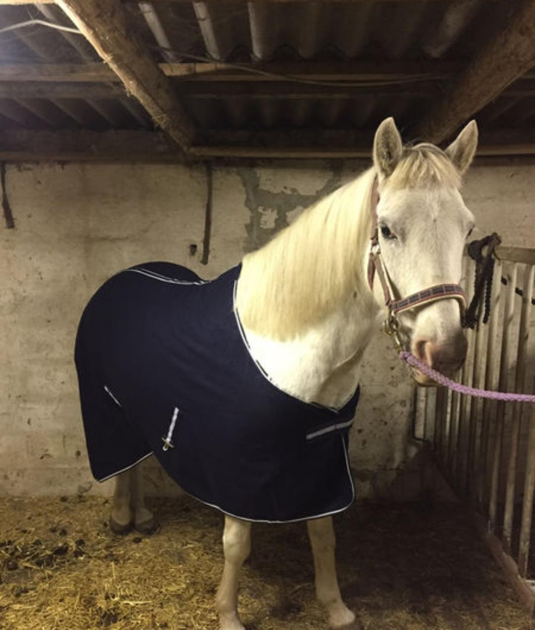 Anden særlig race Bolette billede 6