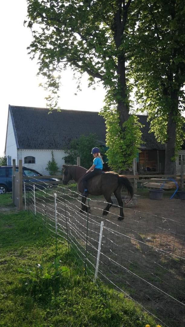 Islænder Hind - rider rundt på folden uden udstyr billede 2