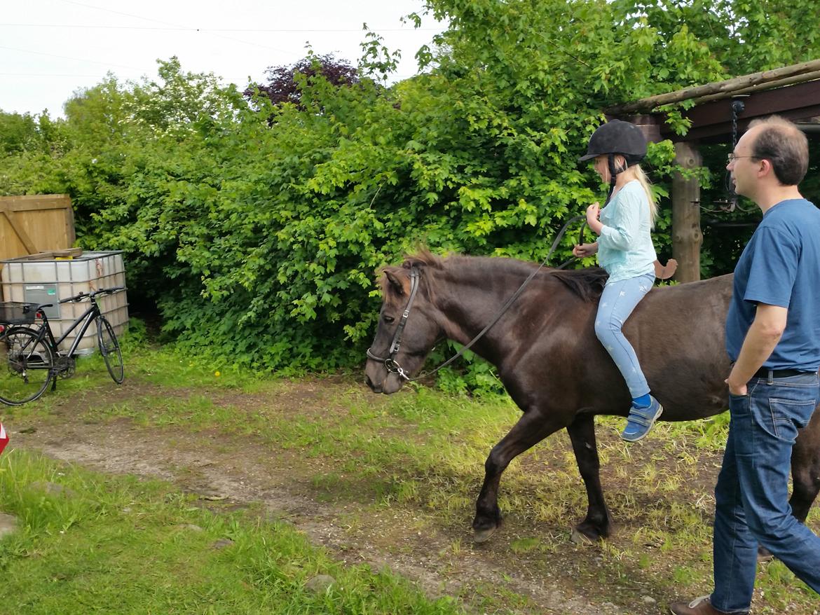 Islænder Hind - 9 årig mig rider rundt på Hind i deres have billede 5