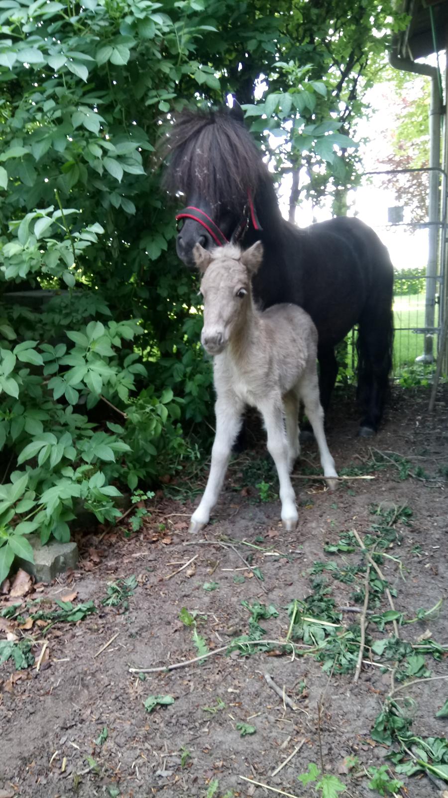 Shetlænder Tinka billede 10