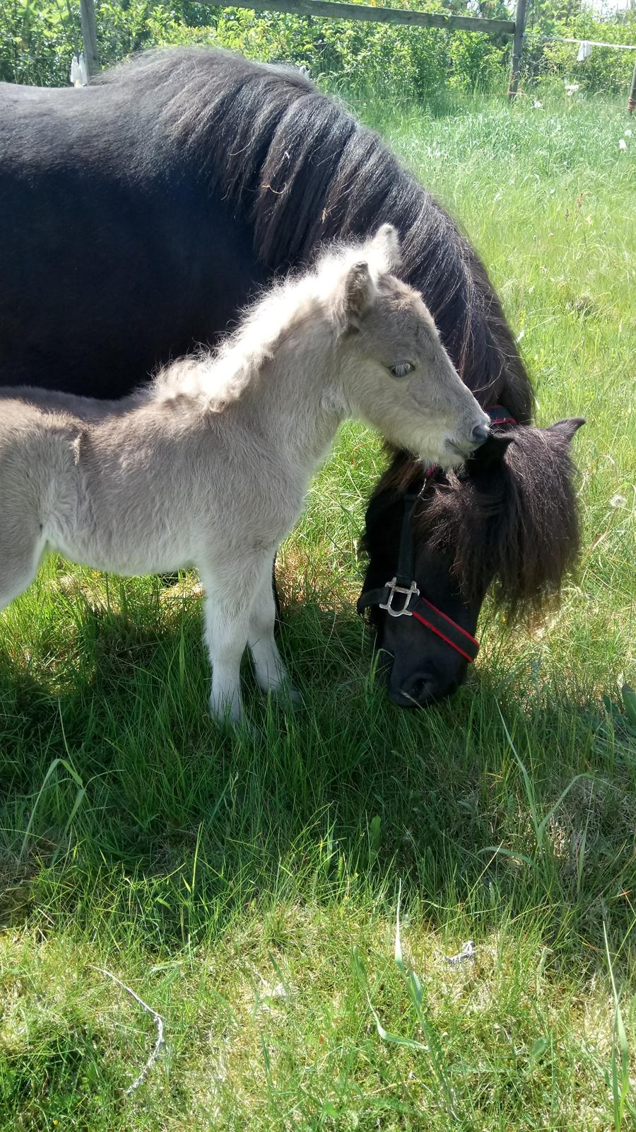 Shetlænder Tinka billede 11