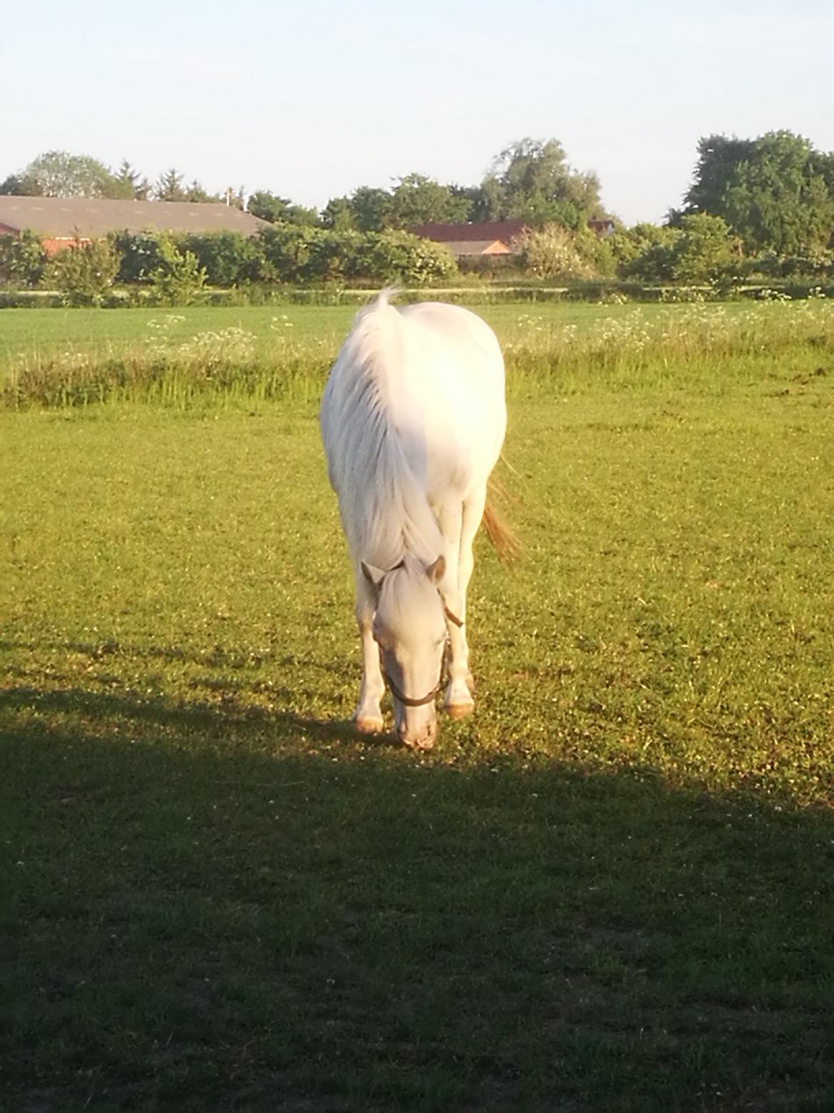 Anden særlig race Bolette billede 11