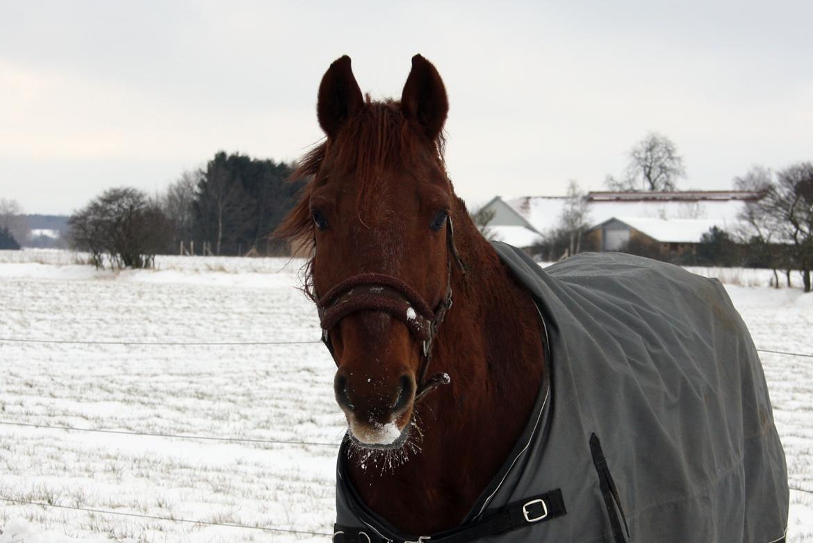 Frederiksborg Bacchus krogvænget billede 11