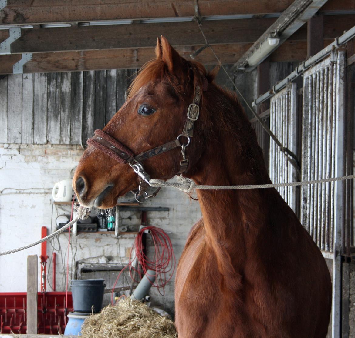 Frederiksborg Bacchus krogvænget billede 10