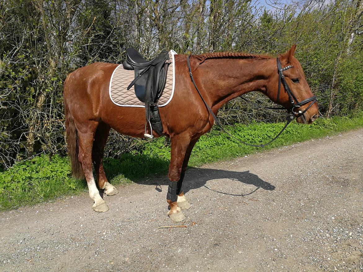 Frederiksborg Bacchus krogvænget billede 7