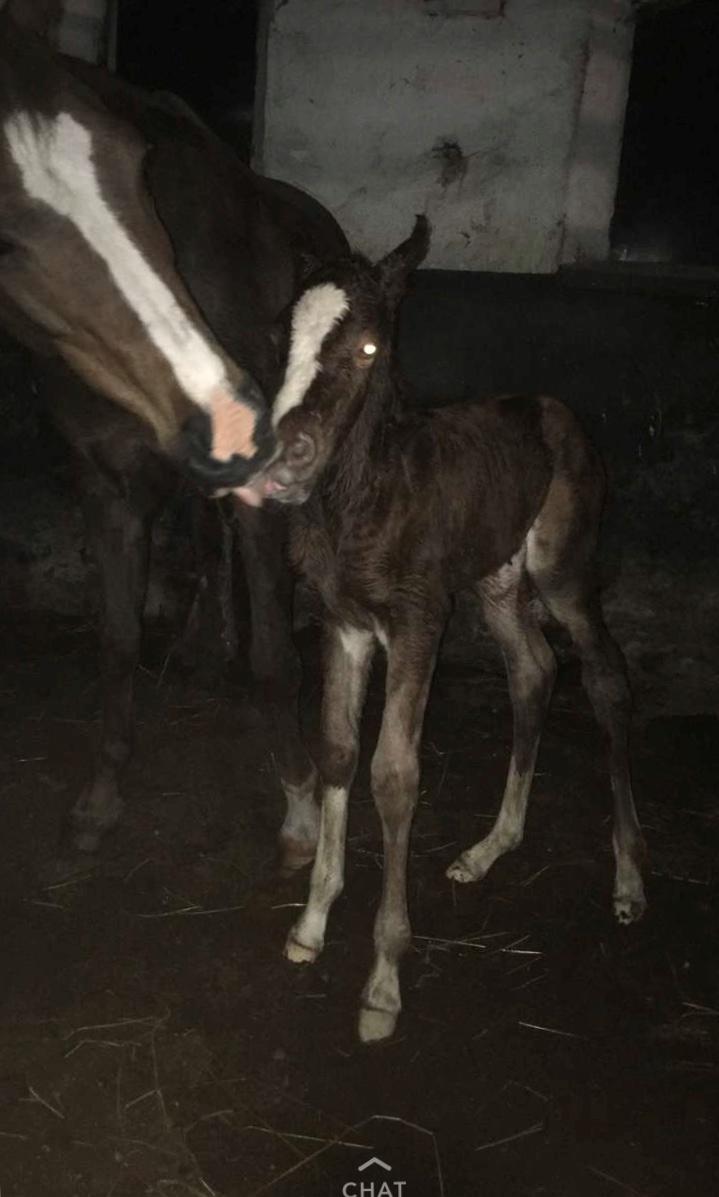 Anden særlig race Vestervangs Dakota dreamer billede 8