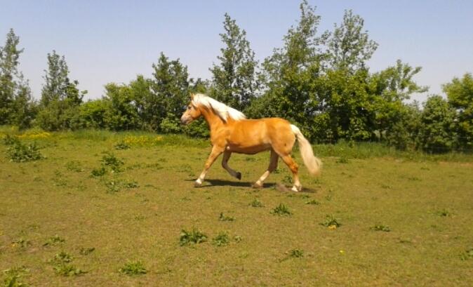 Tyroler Haflinger Luca-Lavanda billede 6